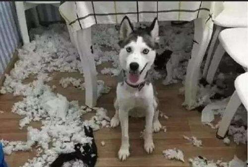 王狗狗家大姐爆料视频,揭秘家庭生活幕后真相 第1张 王狗狗家大姐爆料视频,揭秘家庭生活幕后真相 第1张