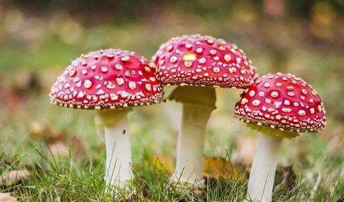 吃瓜爆料黑料蘑菇视频大全下载,吃瓜爆料黑料蘑菇视频大全下载全解析  第2张